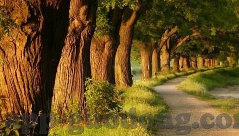 18款禁用软件app糖心游-探索互联网的阴影地带，揭秘18款禁用软件APP甜蜜糖心
